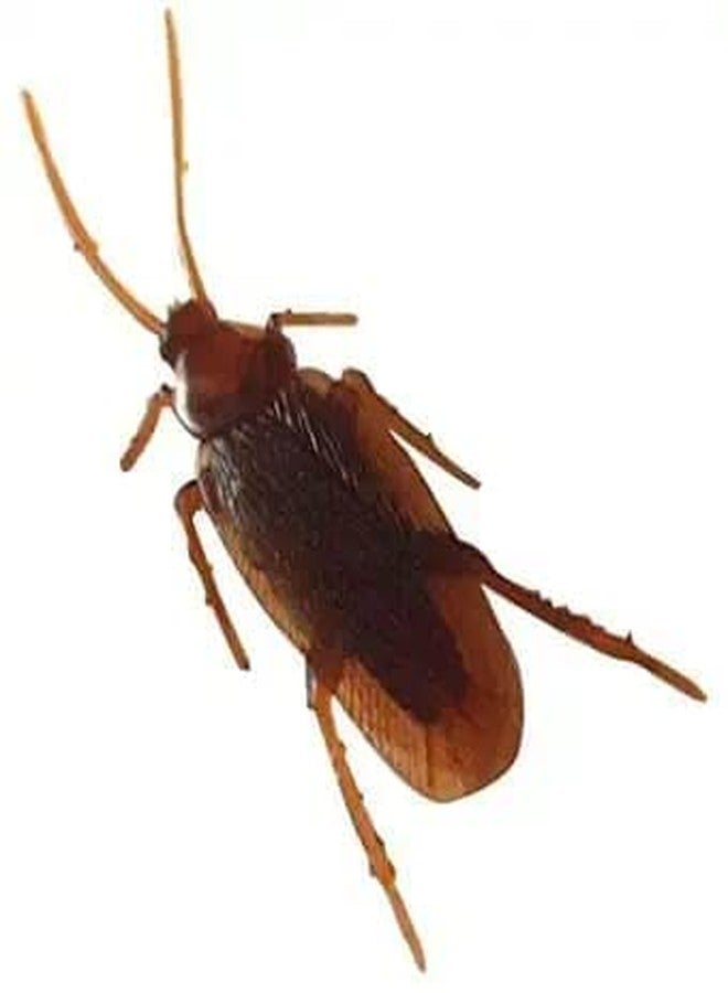 KANABEE مجموعة ألعاب كانابي: صرصور مزيف واحد وسحلية مزيفة واحدة، ألعاب للمقالب والمزاح، متعددة الألوان - Image 3